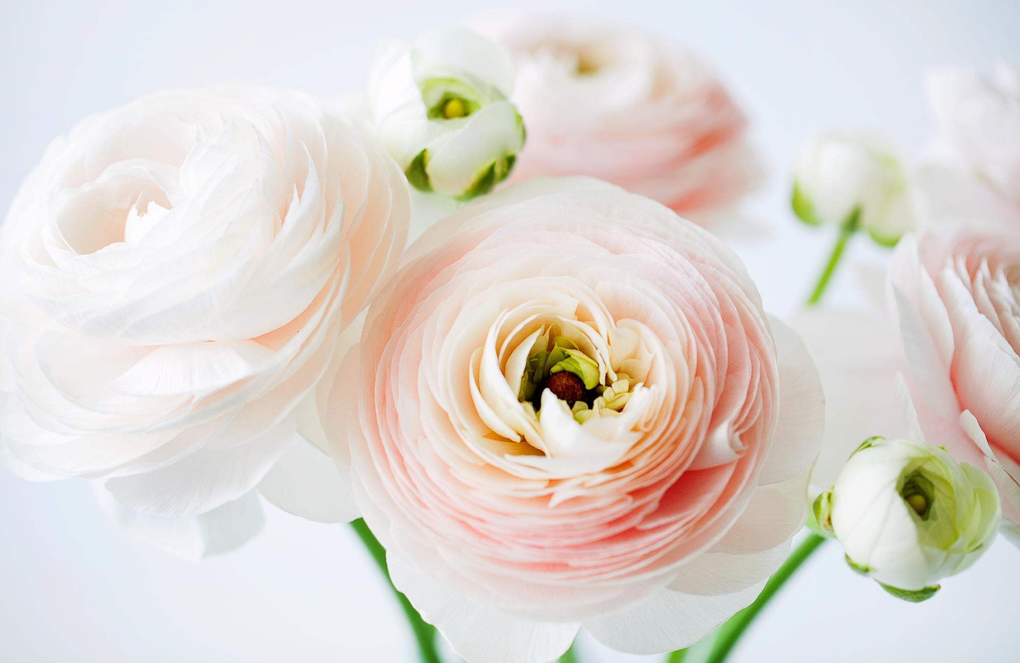 Saison-Guide für Blumen zur Hochzeit Ranunkeln