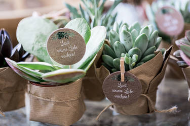 Selbstgebastelte Gastgeschenke für die Hochzeit: Kleine Sukkulenten mit Naturpapier verpackt und kleinen Anhängern mit liebevollen Sprüchen, mit Klammern befestigt, verziert.