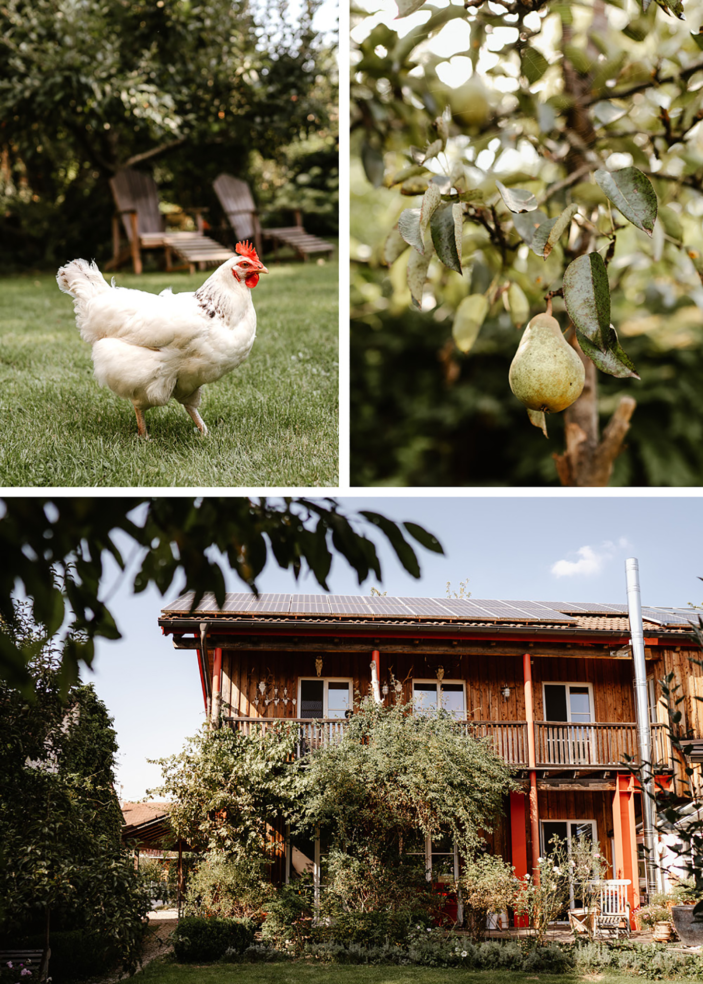 Das Haus auf dem Grundstück, ein Huhn sowie ein Birnenbaum werden gezeigt. 