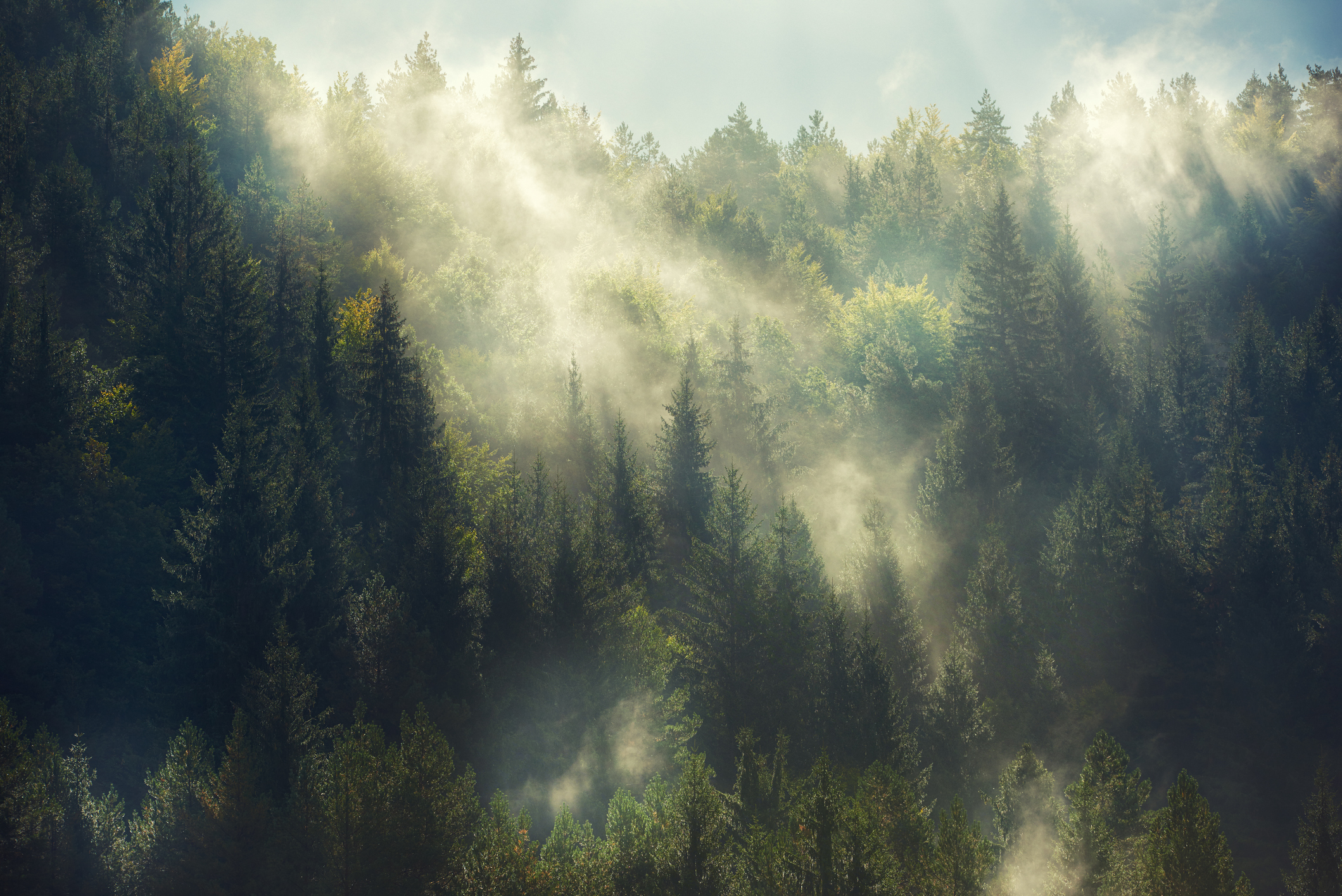 Der Wald bringt Erholung für Körper und Geist.