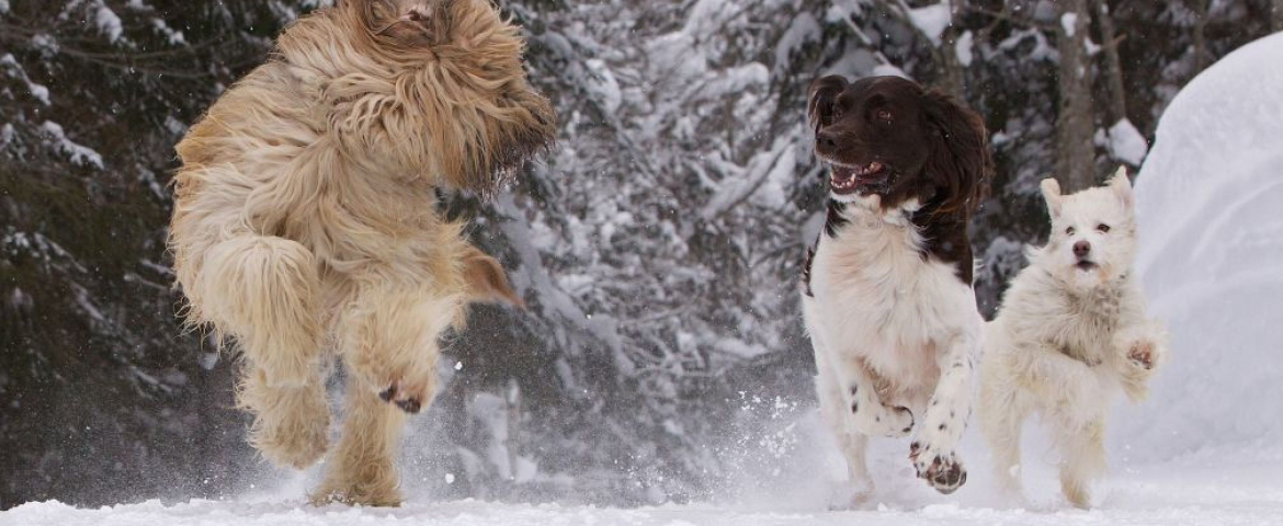 Hund, Kamera und Action